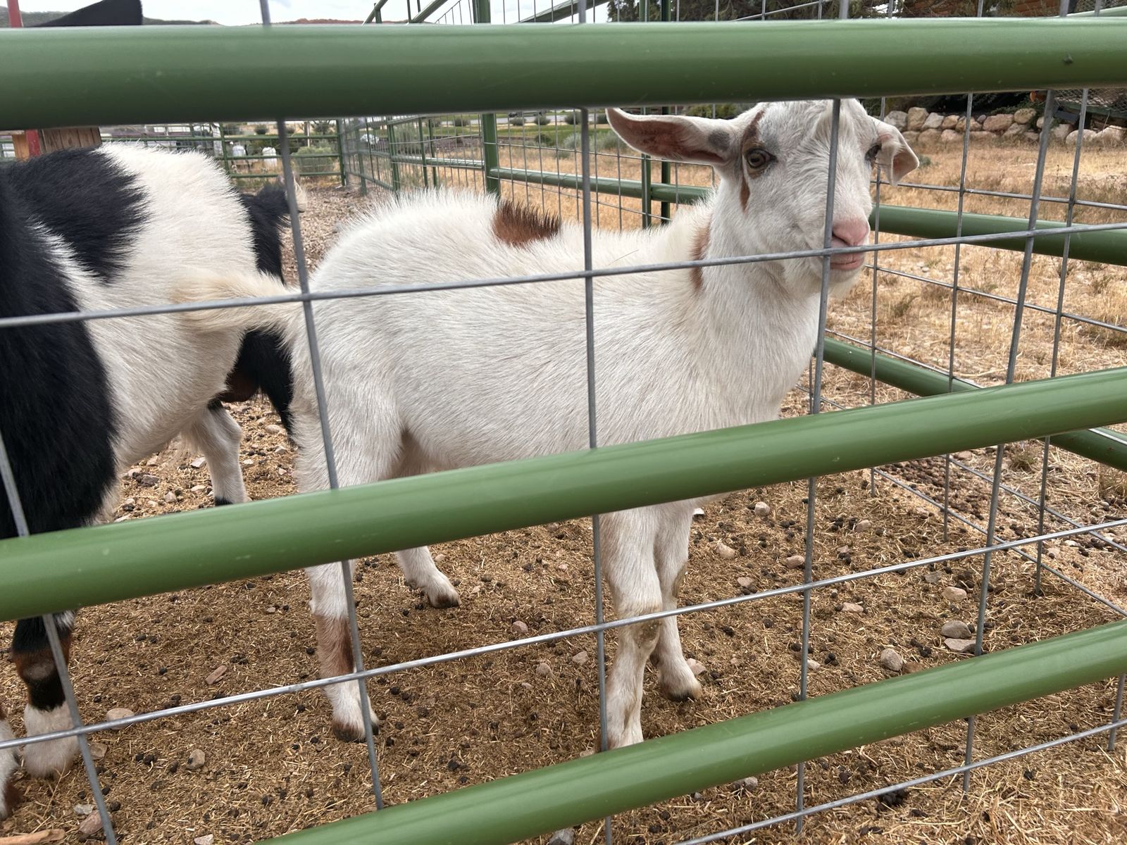Mini Nubian Buckling