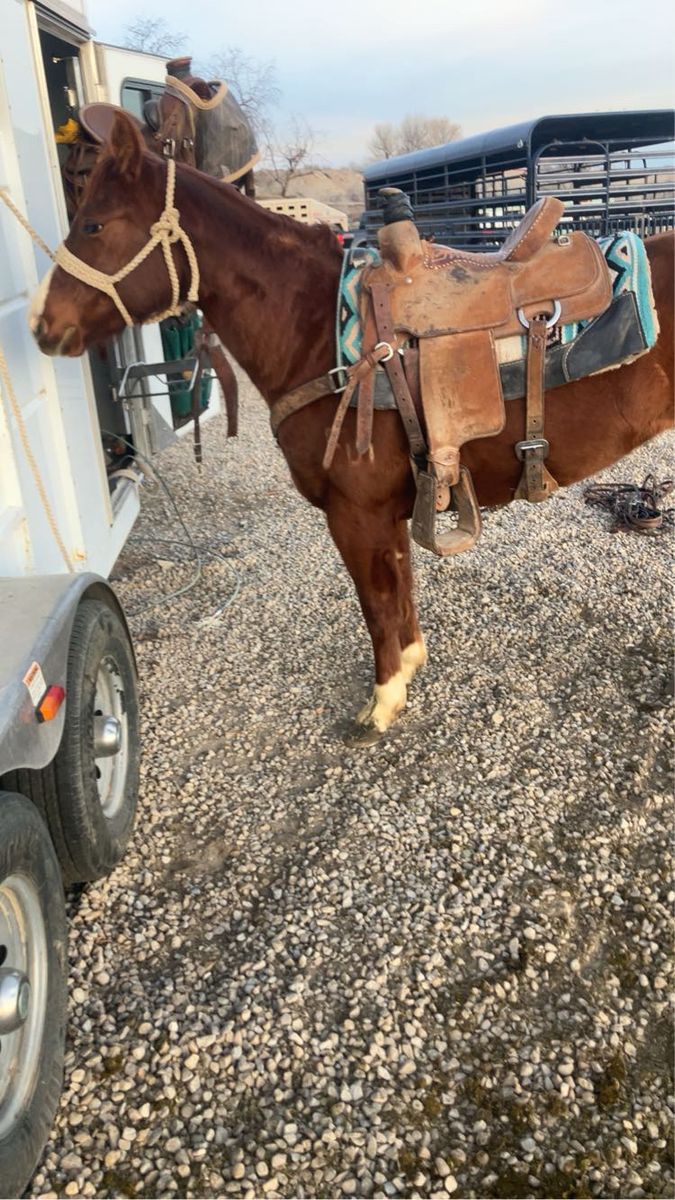 3 year old papered mare