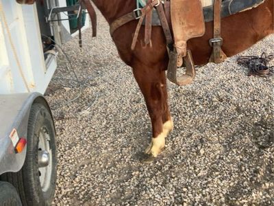 3 year old papered mare