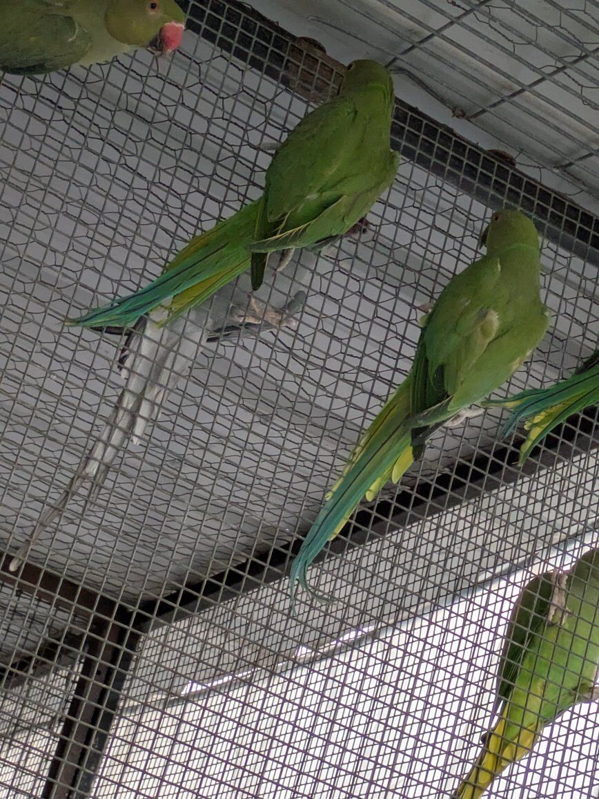Green Indian ringnecks for sale $375 each