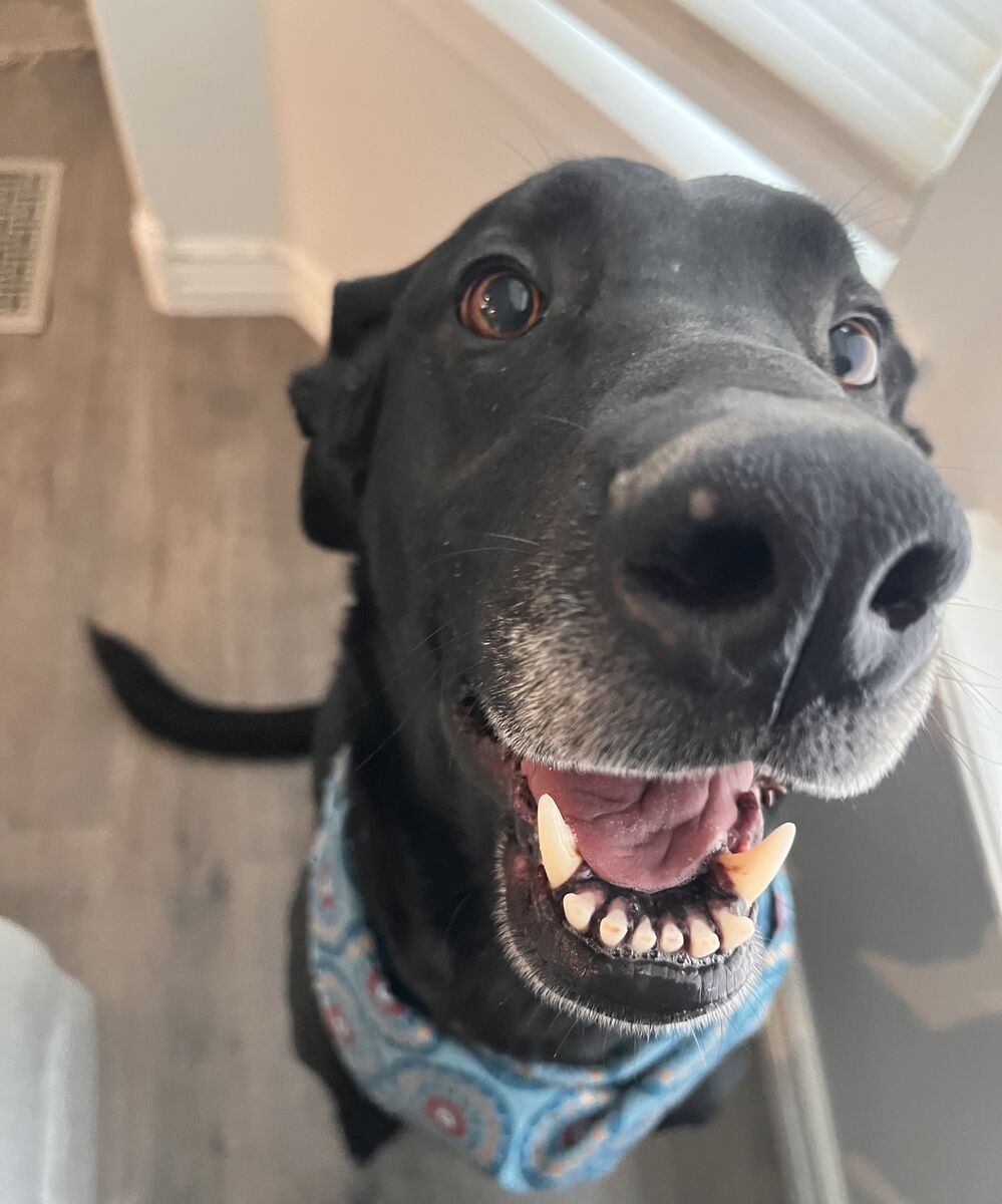 German Shepherd Great Dane Mix