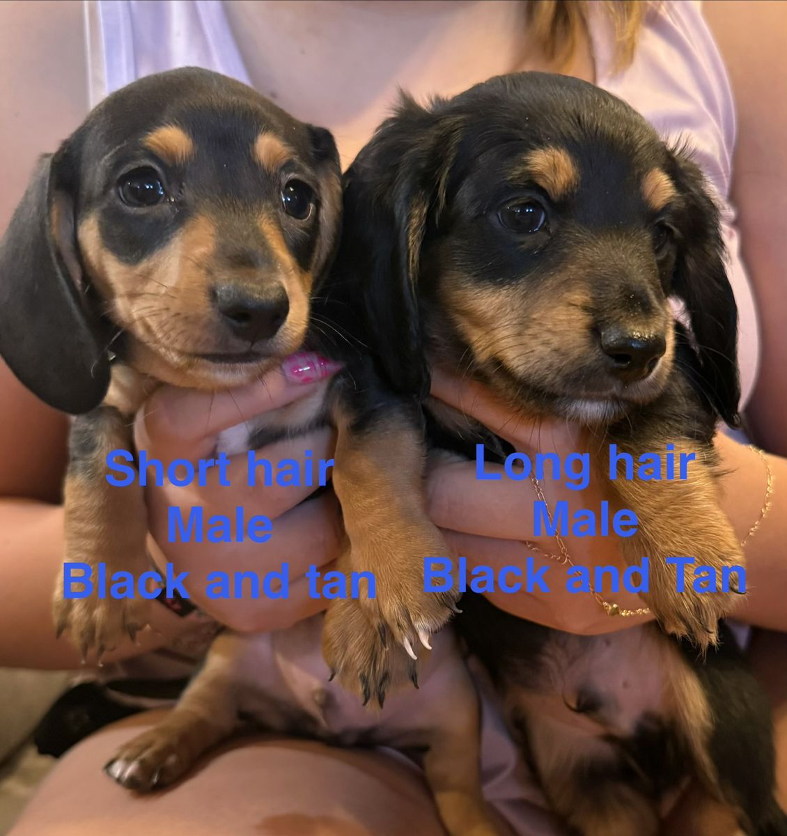 AKC Miniature dachshund puppies