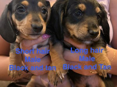 AKC Miniature dachshund puppies