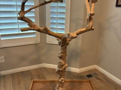 Java Tree Bird Perch
