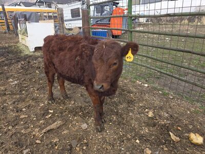 Red Beef Calve