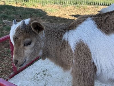 Nigerian Dwarf Does and Kids