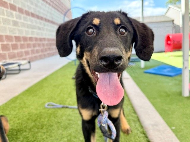A163830 Luna is Available for Adoption!