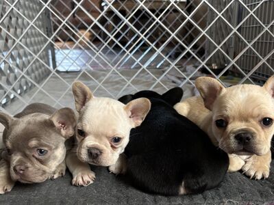AKC French Bulldogs