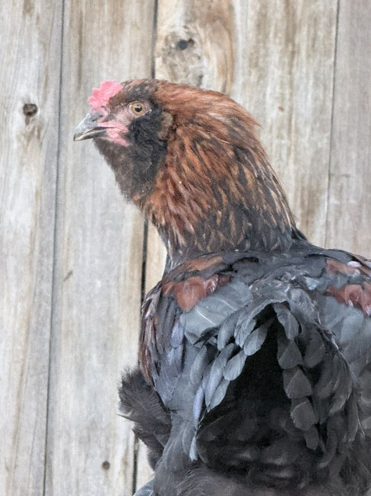 Free Roosters