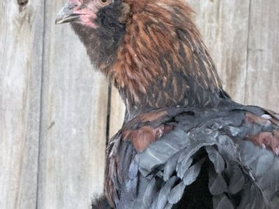 Free Roosters