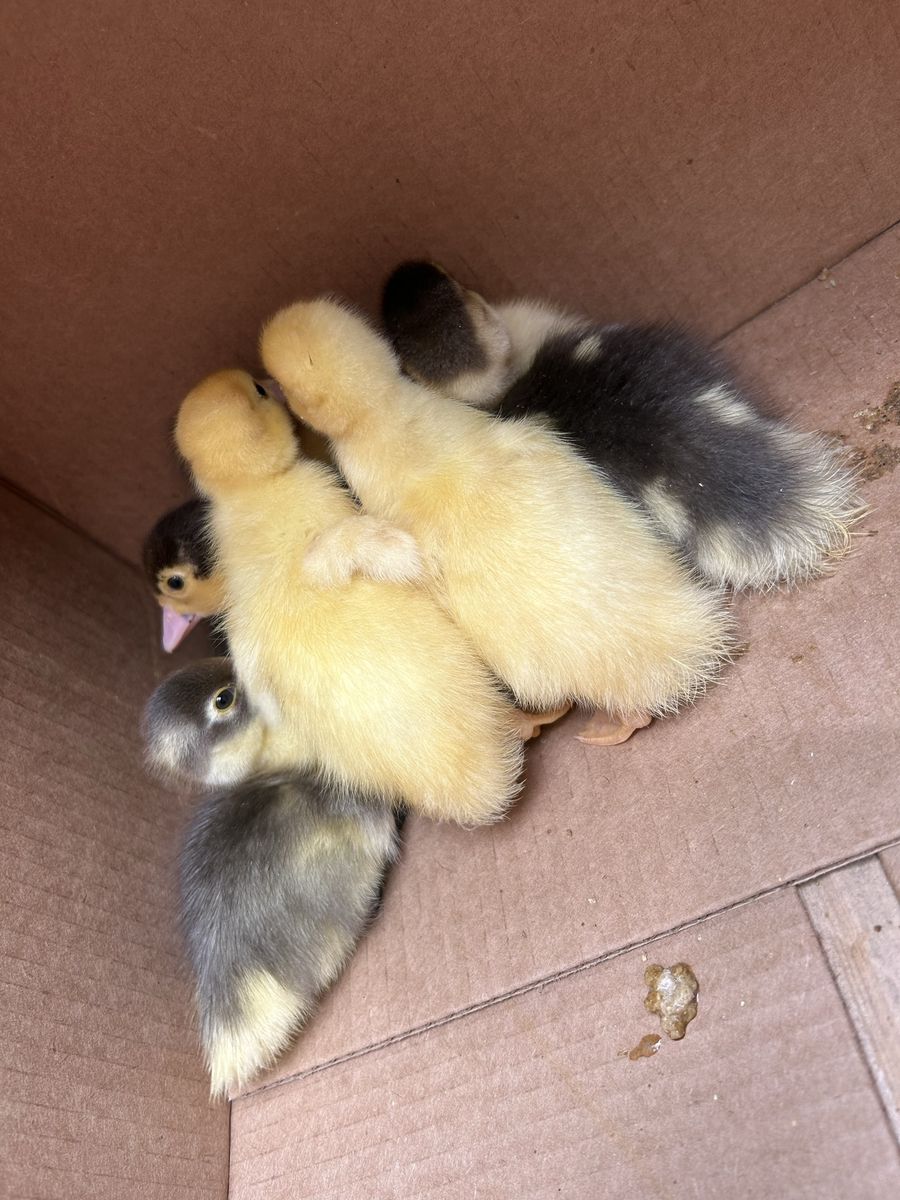 Adorable Muscovy Ducklings