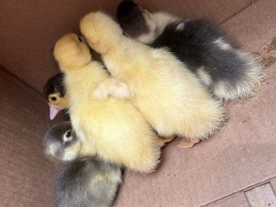 Adorable Muscovy Ducklings