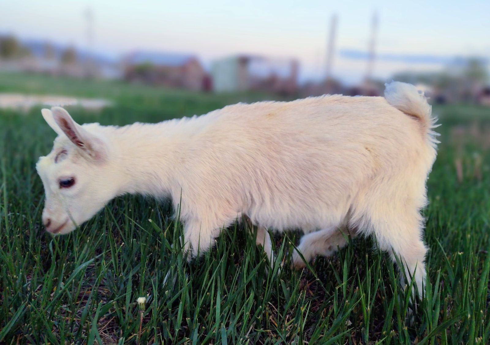 Bottle Baby Nigerian Dwarf Does