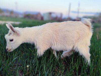 Bottle Baby Nigerian Dwarf Does