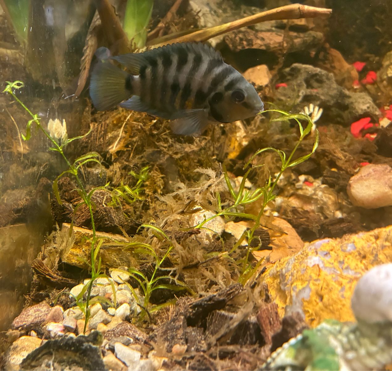 Convict Cichlid Live Freshwater Aquarium Fish