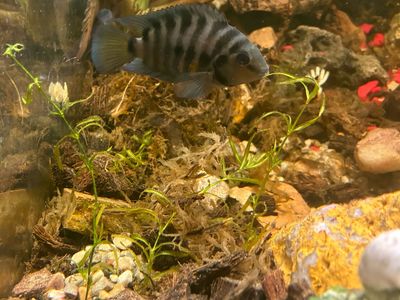 Convict Cichlid Live Freshwater Aquarium Fish