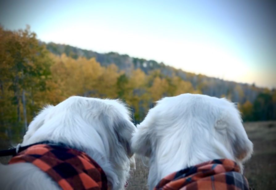 Adult Purebred Golden Cream English Retrievers