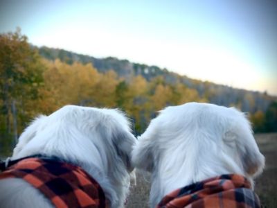 Adult Purebred Golden Cream English Retrievers