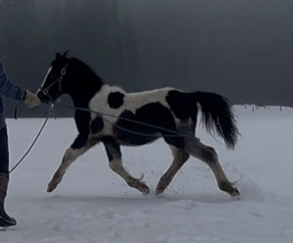 Amazing Deal Ends With February! Gypsy X Arabian!