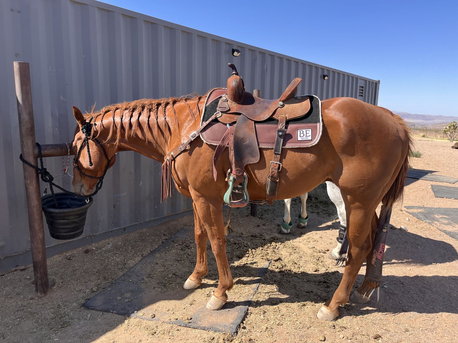 2018 AQHA Gelding
