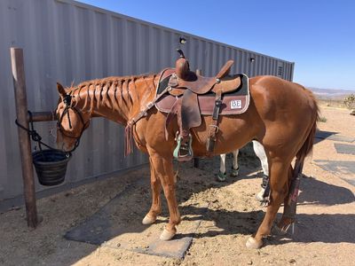 2018 AQHA Gelding