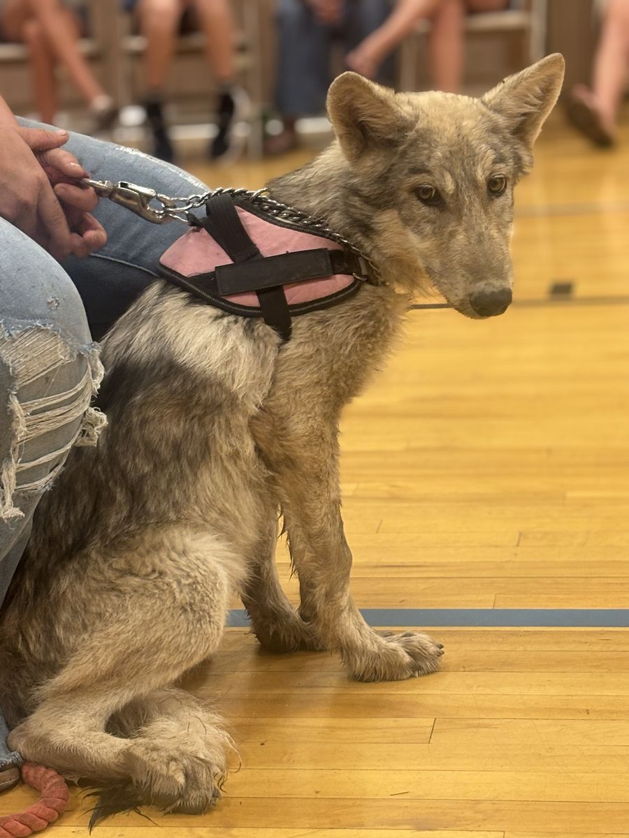 Wolf dog