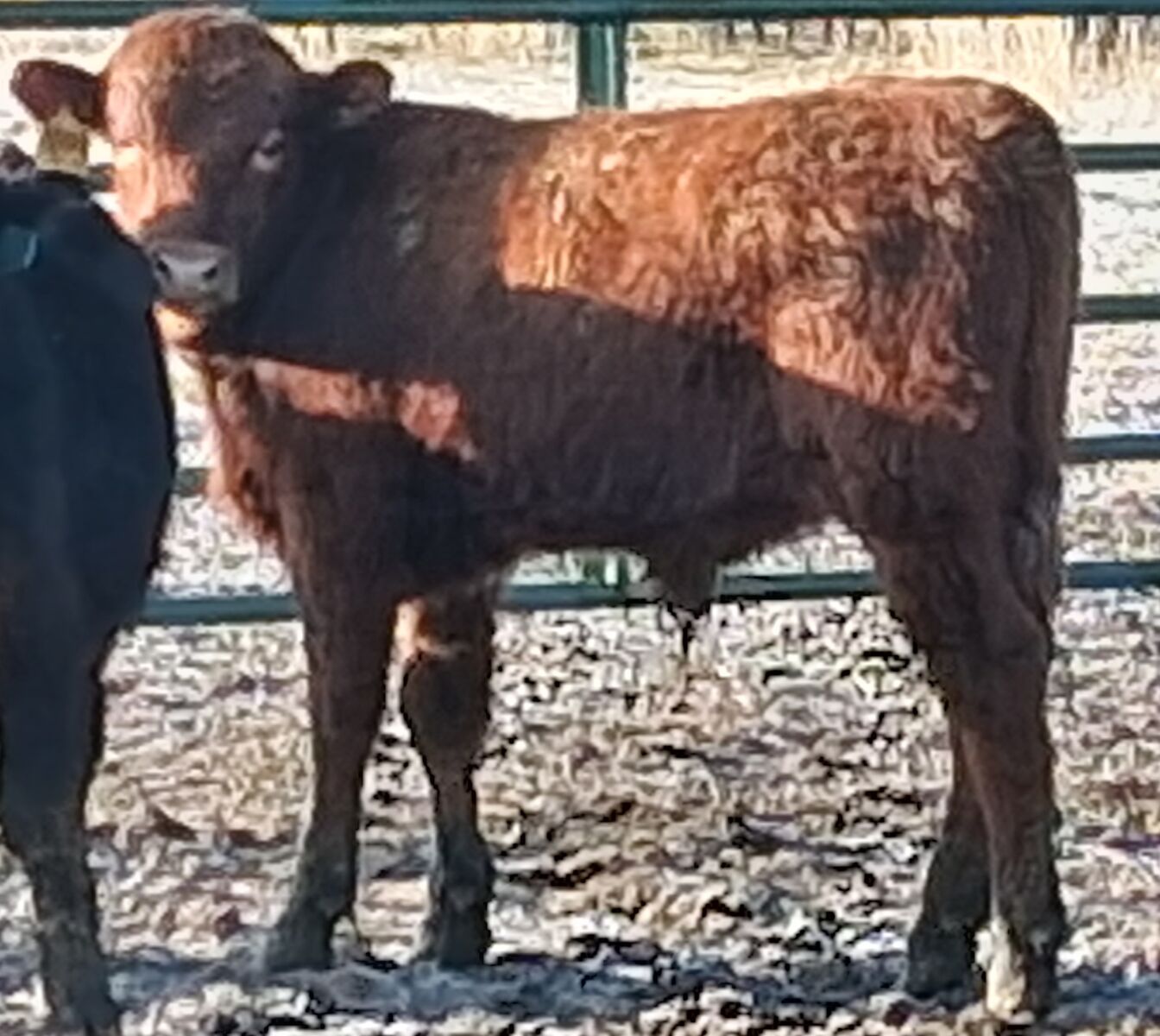 Yearling Heifer Bull