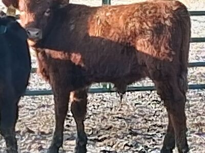 Yearling Heifer Bull