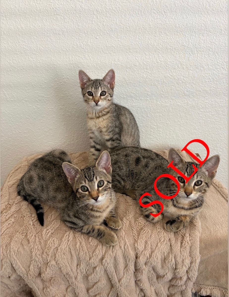 Stunning Bengal Mixed Kittens - Boy and girl available