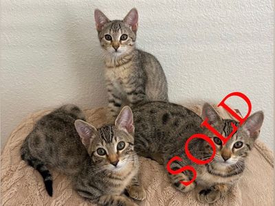 Stunning Bengal Mixed Kittens - Boy and girl available