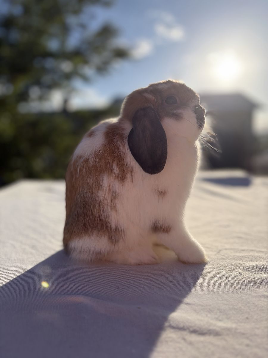 Jr Holland Lops (1 left)