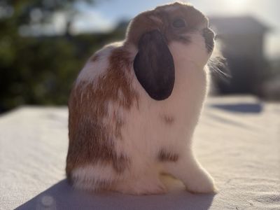 Jr Holland Lops (1 left)