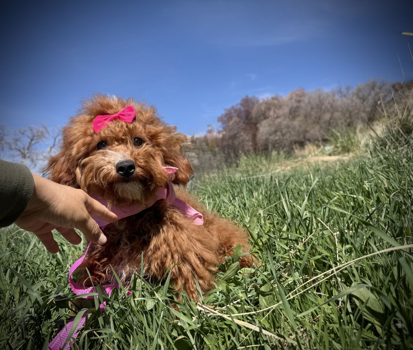 AKC Red mini poodle  girl