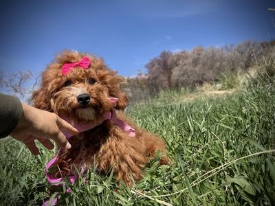 AKC Red mini poodle girl