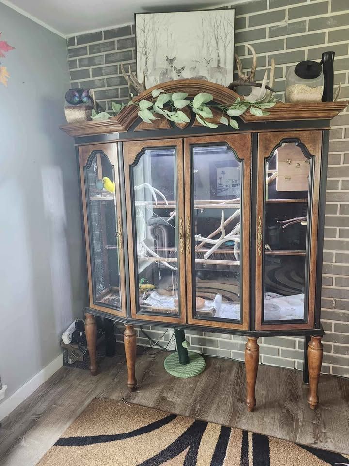 Custom bird cage, display Cabinet, English Budgie and Parakeet