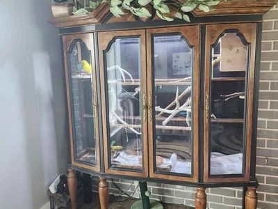 Custom bird cage, display Cabinet, English Budgie and Parakeet