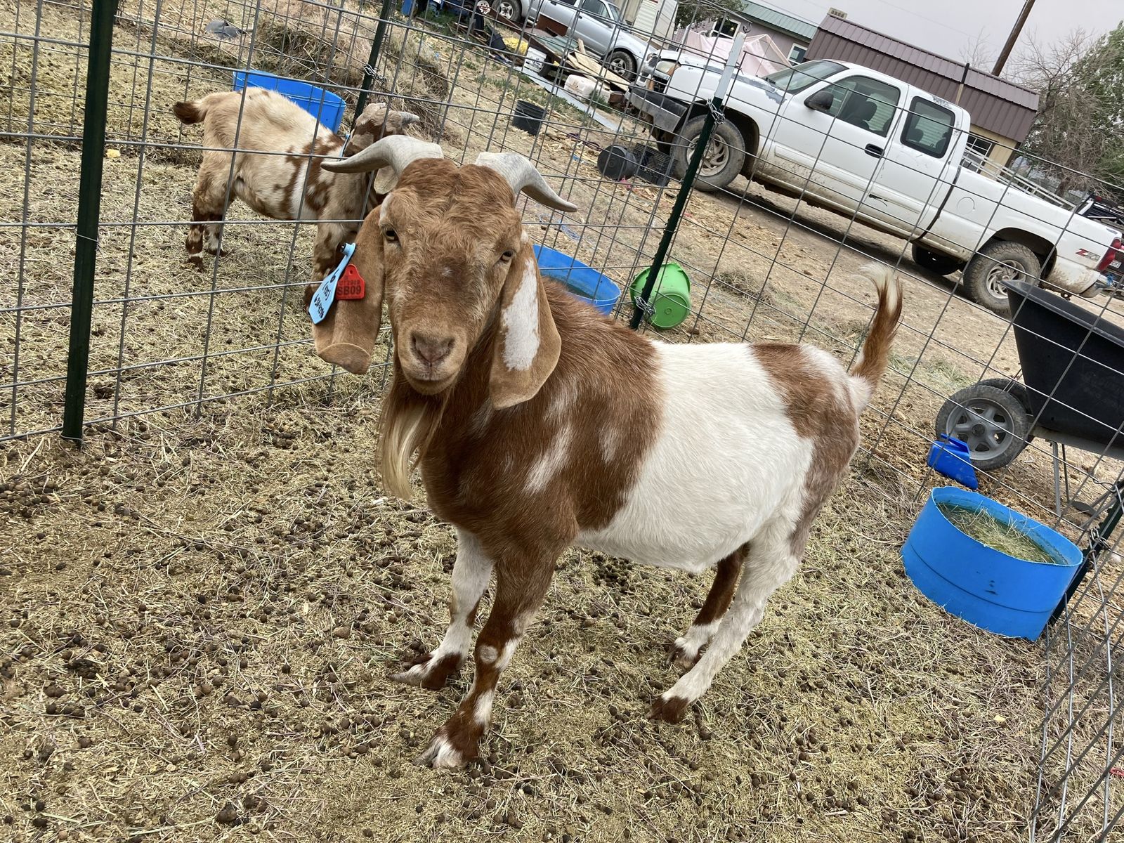 Boer buck