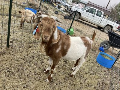 Boer buck