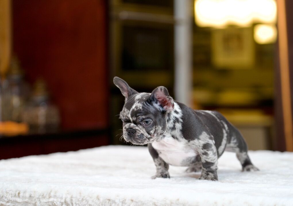 French Bulldog Puppy Available – Pet Home Only