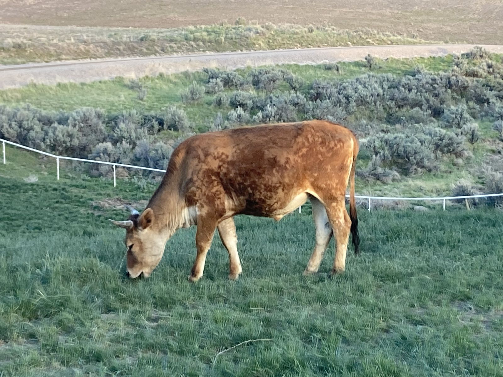 Jersey Cross Steer