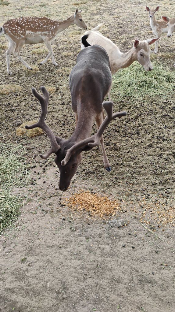 Fallow deer