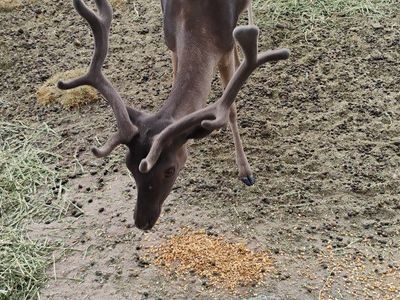 Fallow deer