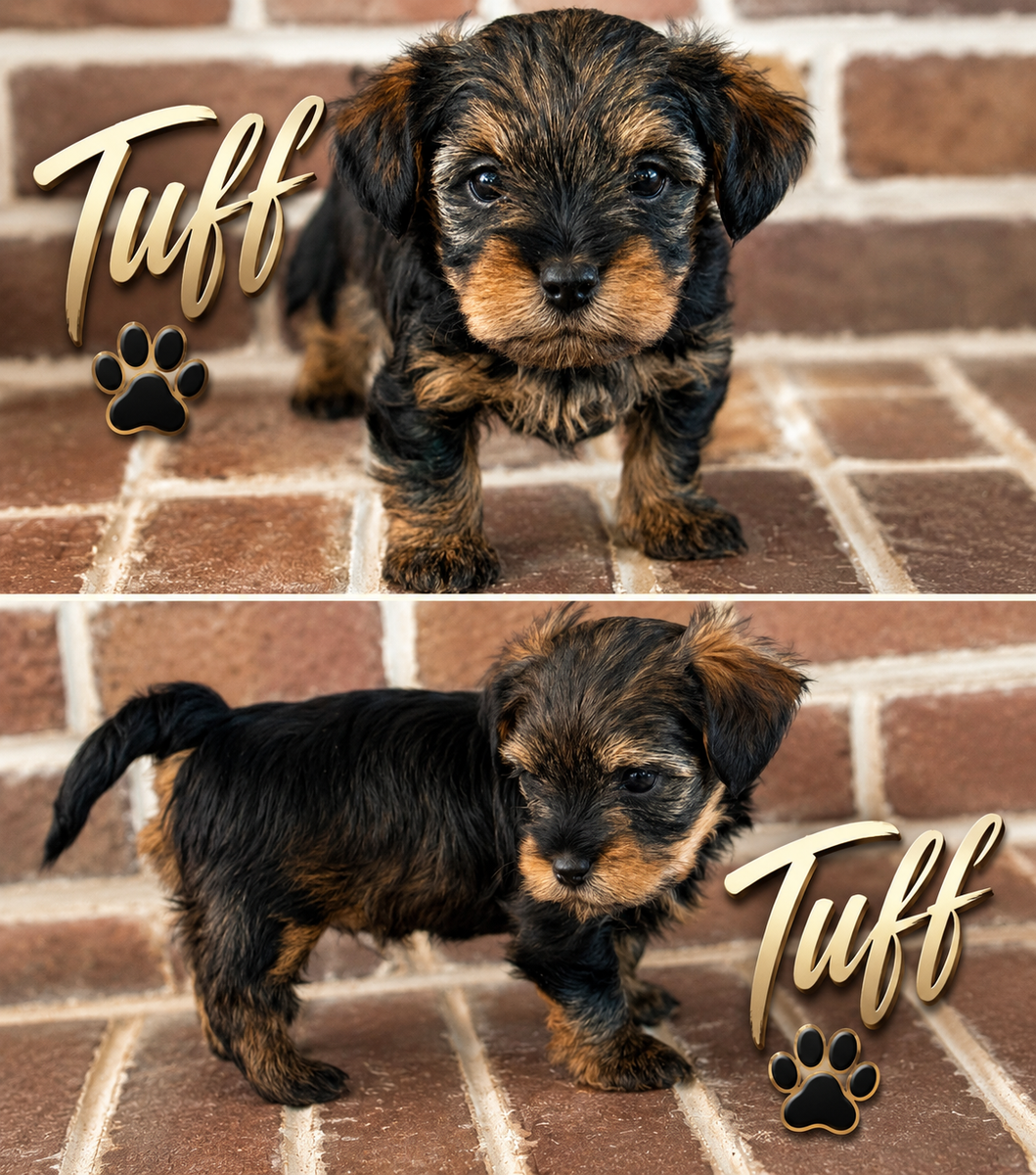 Yorkie poo puppies