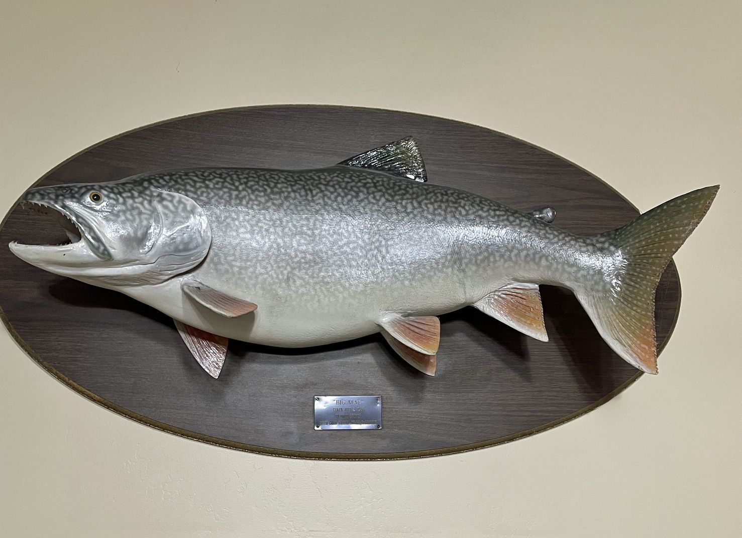 Large Lake Trout Mount on Oval Wooden Plaque