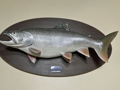 Large Lake Trout Mount on Oval Wooden Plaque