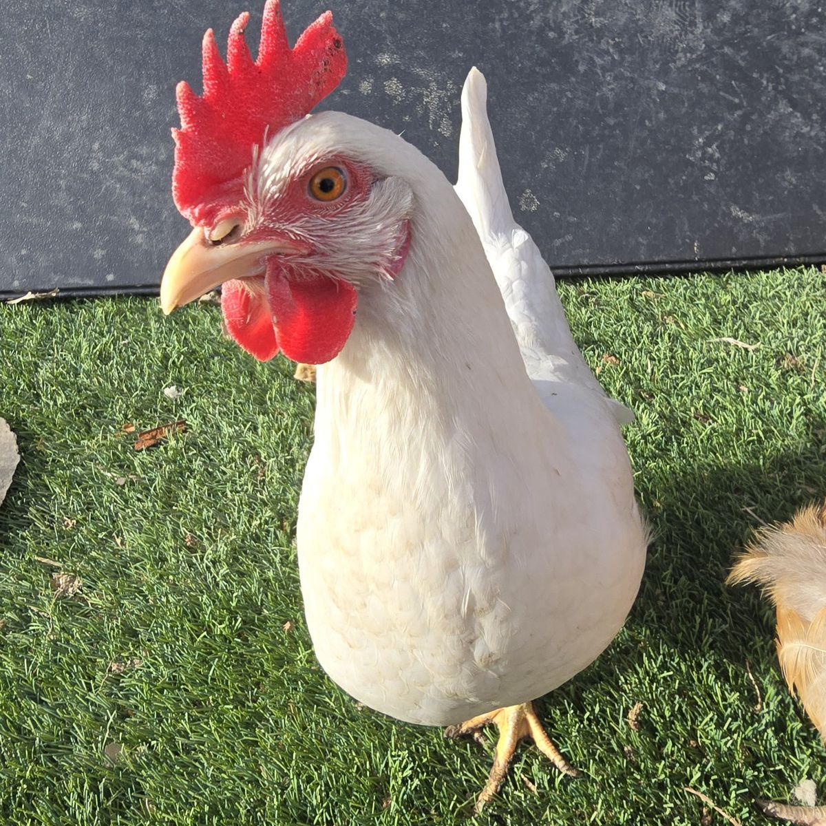 White Leghorn Pullet