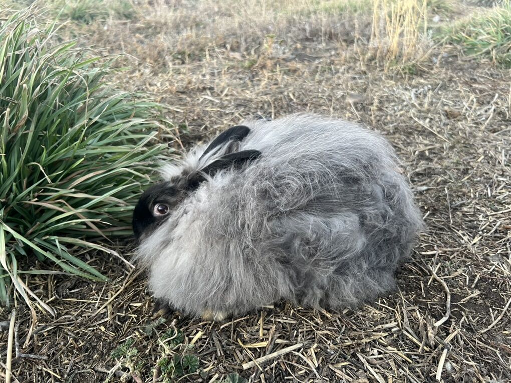 Angora Rabbits