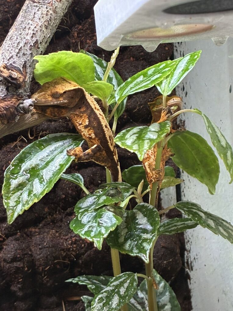 Crested Gecko W Bioactive Terarium