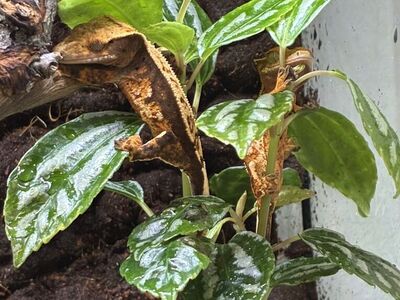 Crested Gecko W Bioactive Terarium