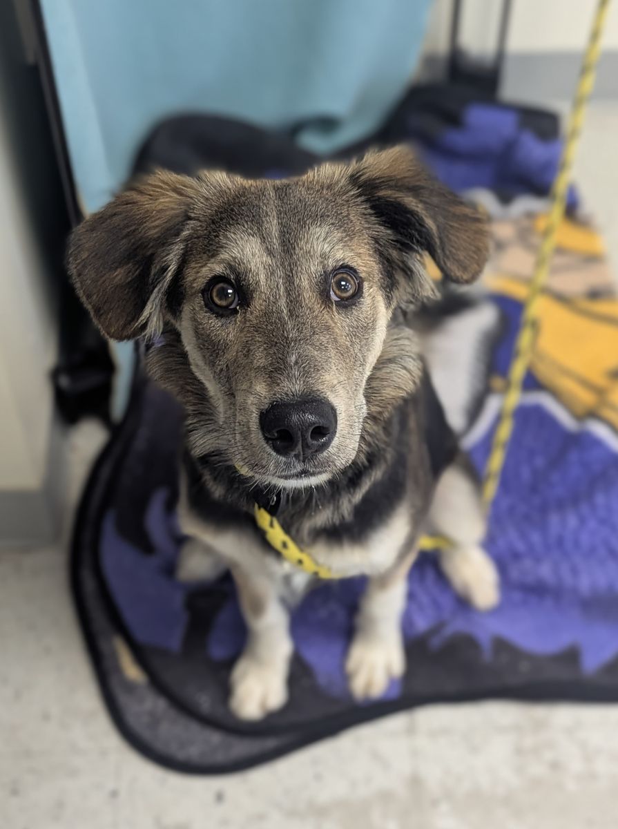 A163728 Rico, Available for adoption